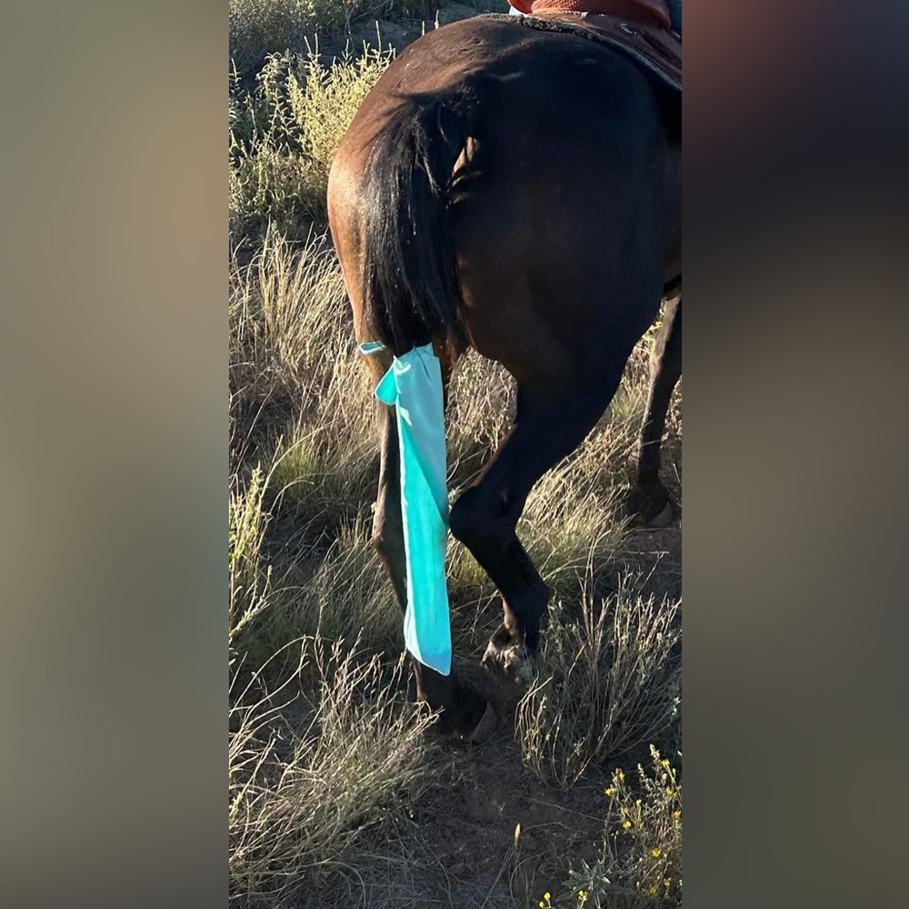 Horse tailbags